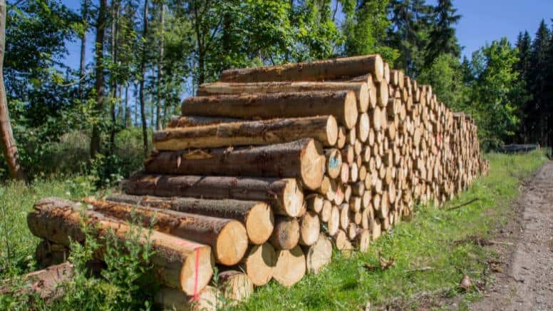 L'exploitation de la ressource forestiaire par une entreprise